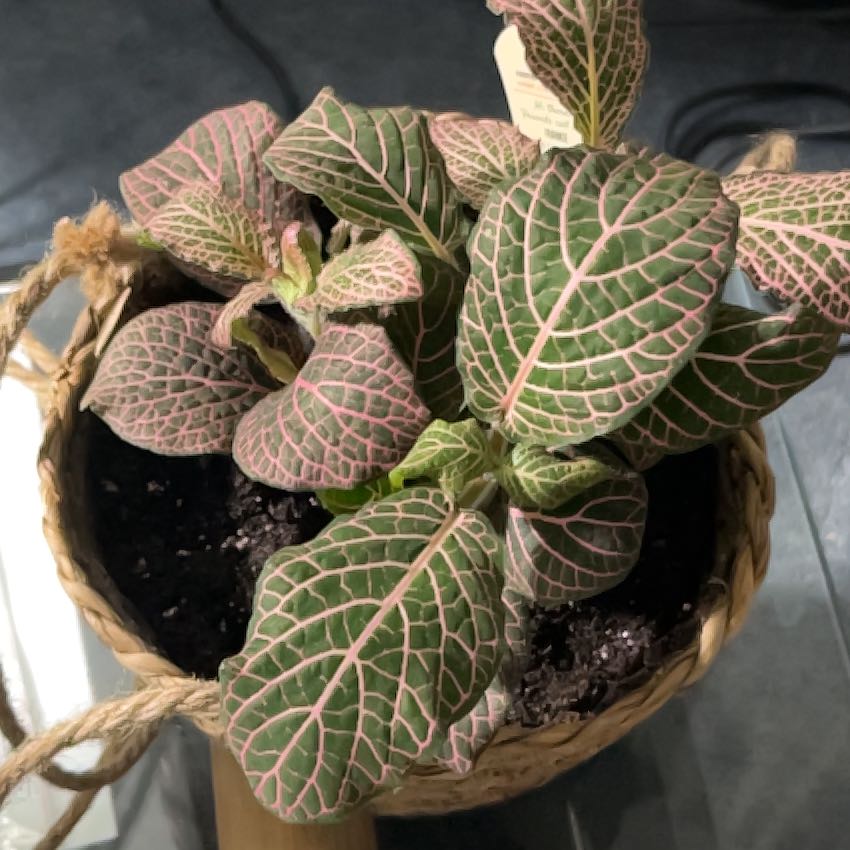 Photo of the plant species Exotic Angel by @QuirkyEncina25 named Michelle Branch on Greg, the plant care app