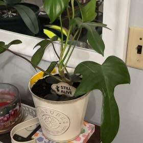 Photo of the plant species Philodendron Hybrid by @QuirkyEncina25 named Morgan Treeman on Greg, the plant care app