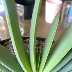 Photo of the plant species Aloe plicatilis by @TutorMedeola14 named Emerson on Greg, the plant care app