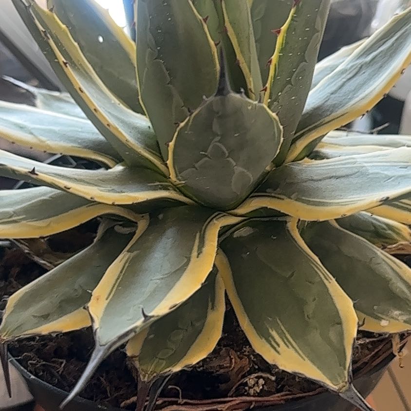 Photo of the plant species Agave applanata 'Cream Spike' by @TutorMedeola14 named Kendall on Greg, the plant care app