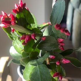 Photo of the plant species Pink Ice Easter Cactus by @TutorMedeola14 named Denali on Greg, the plant care app