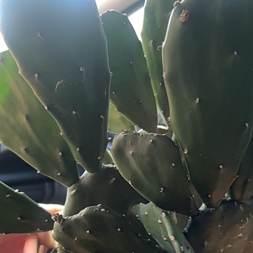 Photo of the plant species Prickly Pear by @TutorMedeola14 named Baesil on Greg, the plant care app