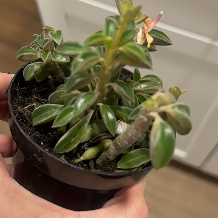 Photo of the plant species Peperomia asperula by @TutorMedeola14 named Tupot amaroot on Greg, the plant care app