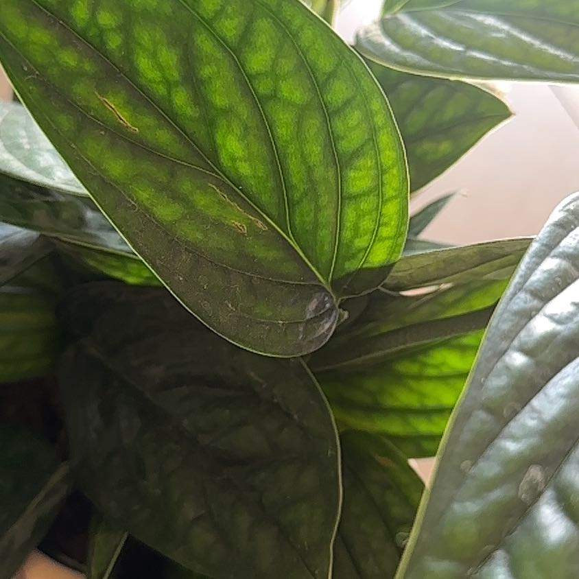Photo of the plant species Monstera Green Galaxy (sp Peru) by @TutorMedeola14 named Hamilton on Greg, the plant care app
