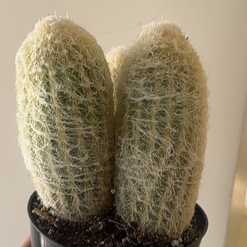 Photo of the plant species Peruvian Old Lady Cactus by @TutorMedeola14 named Lavender on Greg, the plant care app