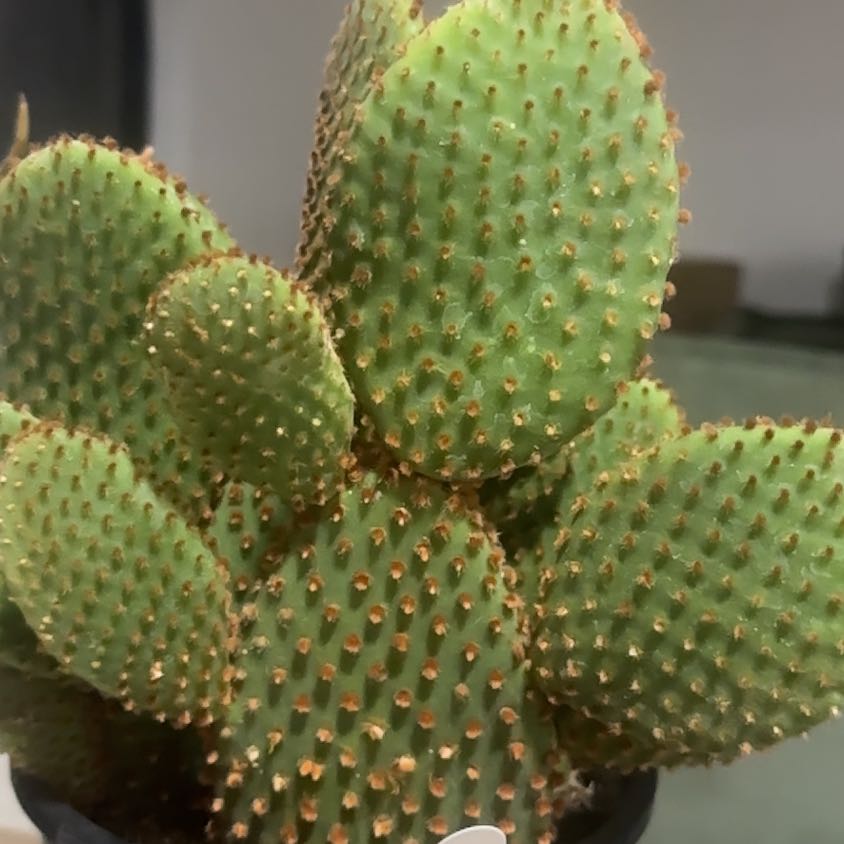 Photo of the plant species Opuntia rufida minima f. monstrose by @TutorMedeola14 named Cynthia on Greg, the plant care app