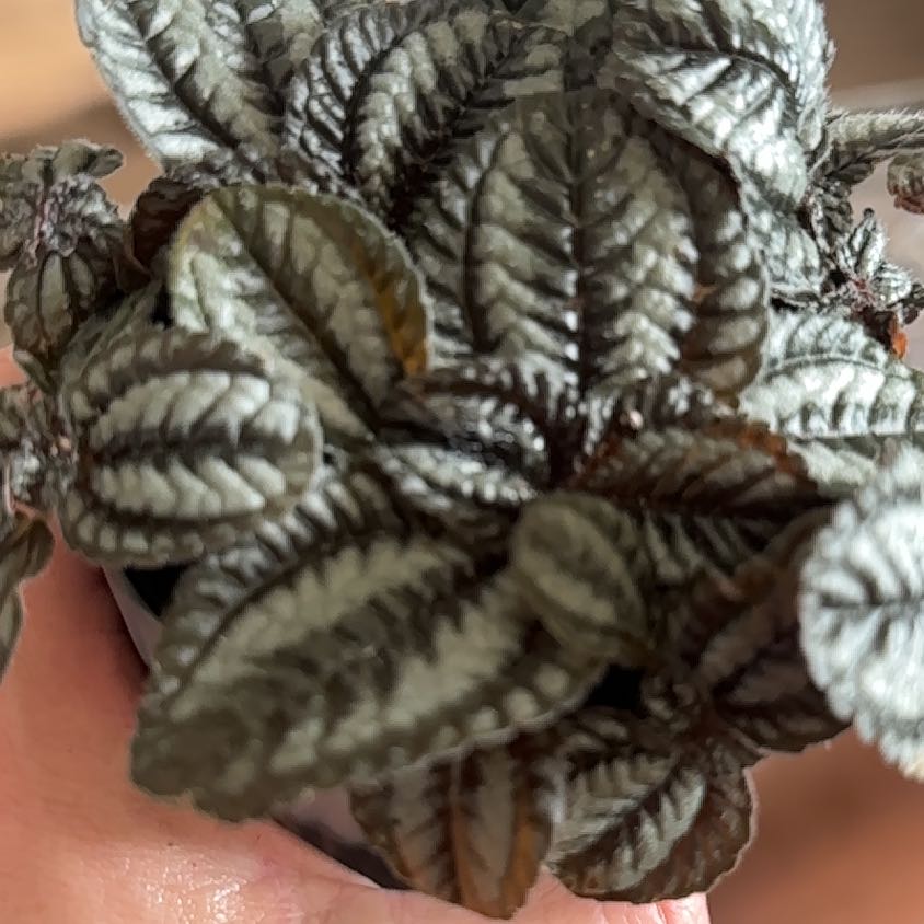 Photo of the plant species Pilea 'Pan Am' by @TutorMedeola14 named Spike Leaves on Greg, the plant care app