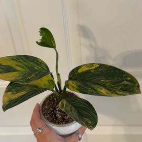 Photo of the plant species Variegated Monstera Peru by @GardenGardener named Michelle Branch on Greg, the plant care app