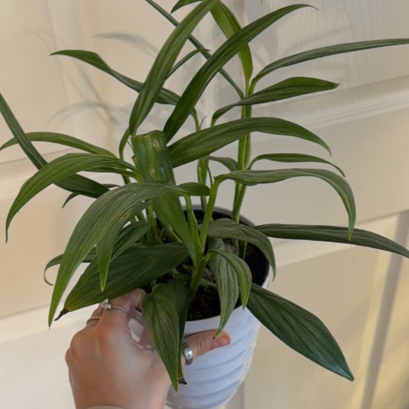 Photo of the plant species Silver Streak Plant by @GardenGardener named Luna on Greg, the plant care app