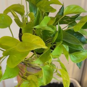 Photo of the plant species Neon Pothos by @GardenGardener named Gaga on Greg, the plant care app
