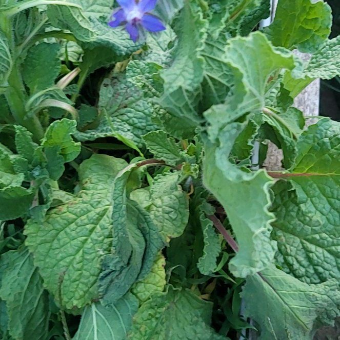 Photo of the plant species Borage by @AceRockfig22 named Walt on Greg, the plant care app