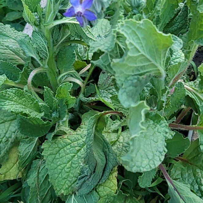 Photo of the plant species Borage by @AceRockfig22 named Dax on Greg, the plant care app