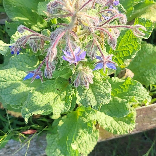 Photo of the plant species Borage by @AceRockfig22 named Baesil on Greg, the plant care app