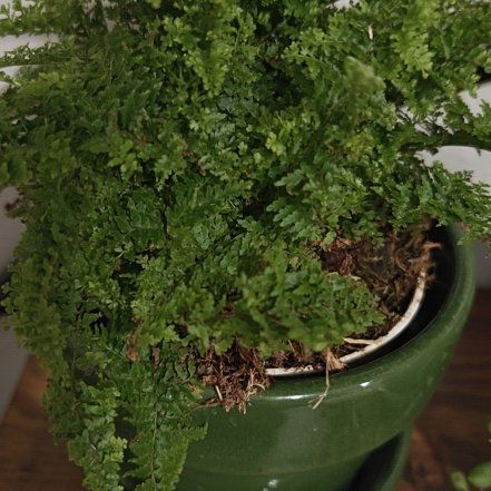 Photo of the plant species Cotton Candy Fern by @ModelTanekaha54 named Clooney on Greg, the plant care app
