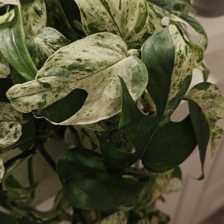 Photo of the plant species Epipremnum 'Split Leaf Glacier' by @ModelTanekaha54 named Bella on Greg, the plant care app