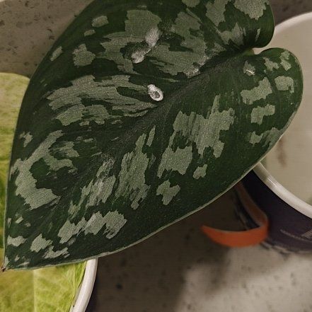 Photo of the plant species Silver Splash Pothos by @ModelTanekaha54 named Fernie Mercury on Greg, the plant care app