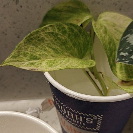 Photo of the plant species Alta Voltagem Pothos by @ModelTanekaha54 named Gates on Greg, the plant care app