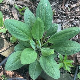 Photo of the plant species Common Hound's-Tongue by @GemLancewood69 named Navajo on Greg, the plant care app