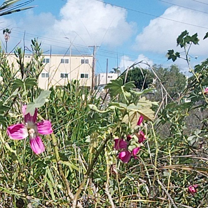 Photo of the plant species Malva Assurgentiflora by @CivilPigsears78 named Marley on Greg, the plant care app
