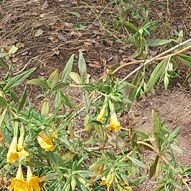 Photo of the plant species Lompoc Mesa Bush Monkeyflower by @CivilPigsears78 named Harper on Greg, the plant care app