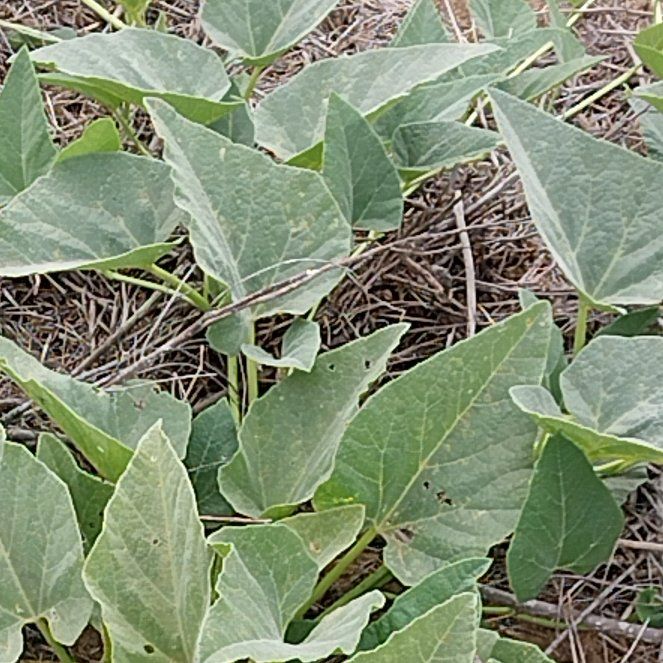 Photo of the plant species Buffalo Gourd by @CivilPigsears78 named Taylor Swift on Greg, the plant care app