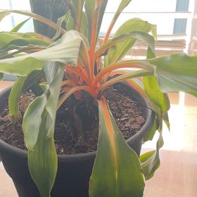Photo of the plant species Katherine Blood-Lily by @TubularMexico76 named Khaleesi on Greg, the plant care app