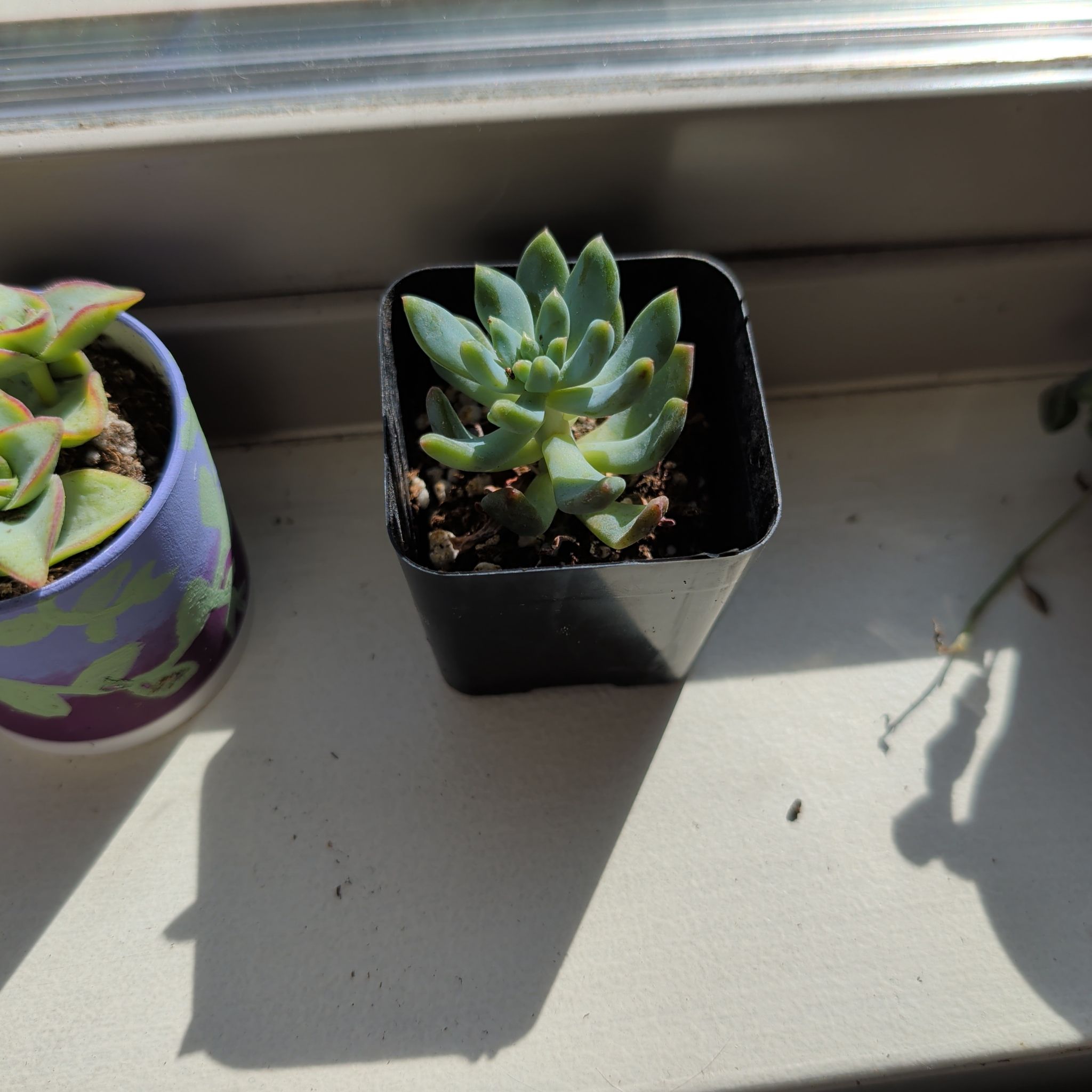 Photo of the plant species Echeveria 'Tippy' by @PreciseBaibua42 named Dickolas on Greg, the plant care app