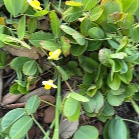 Photo of the plant species Beach Moning Glory by @ComposedRedfir1 named Zeus on Greg, the plant care app