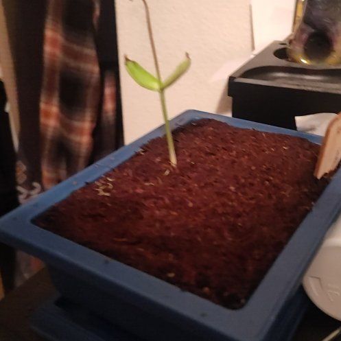 Photo of the plant species Flame Tree by @JazzyMossorchid named Osmo on Greg, the plant care app