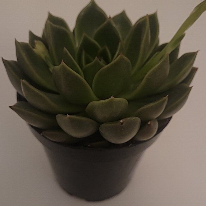Photo of the plant species Echeveria 'Mira' by @IconKohleria44 named Princess on Greg, the plant care app
