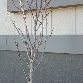 Photo of the plant species Western Chokecherry by @ChicLychee46 named Leonardo on Greg, the plant care app