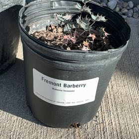 Photo of the plant species Barberry Bush by @ChicLychee46 named Apollo on Greg, the plant care app