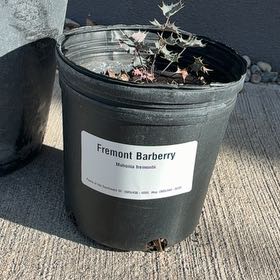Photo of the plant species Barberry Bush by @ChicLychee46 named Fernie Mac on Greg, the plant care app
