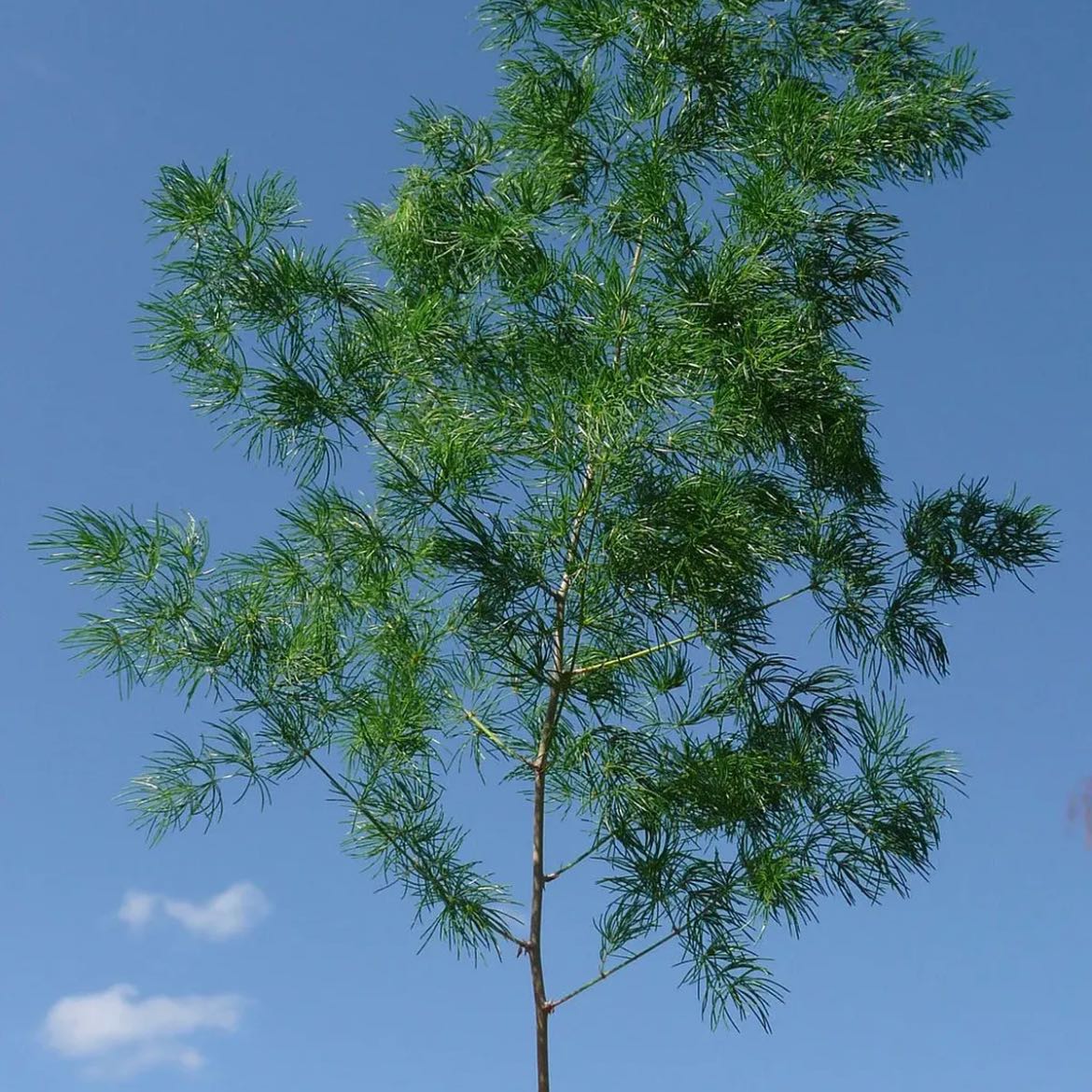 Photo of the plant species Ming Fern by @DearGalega79 named Sir Plancelot on Greg, the plant care app