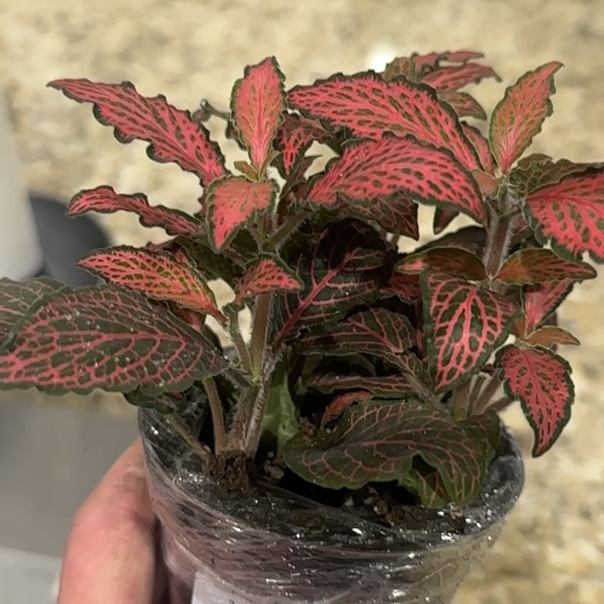 Photo of the plant species Fittonia by @FunWolfsmilk91 named Huckleberry Fern on Greg, the plant care app