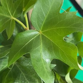 Photo of the plant species Tree ivy by @GemFirebush42 named Luna on Greg, the plant care app
