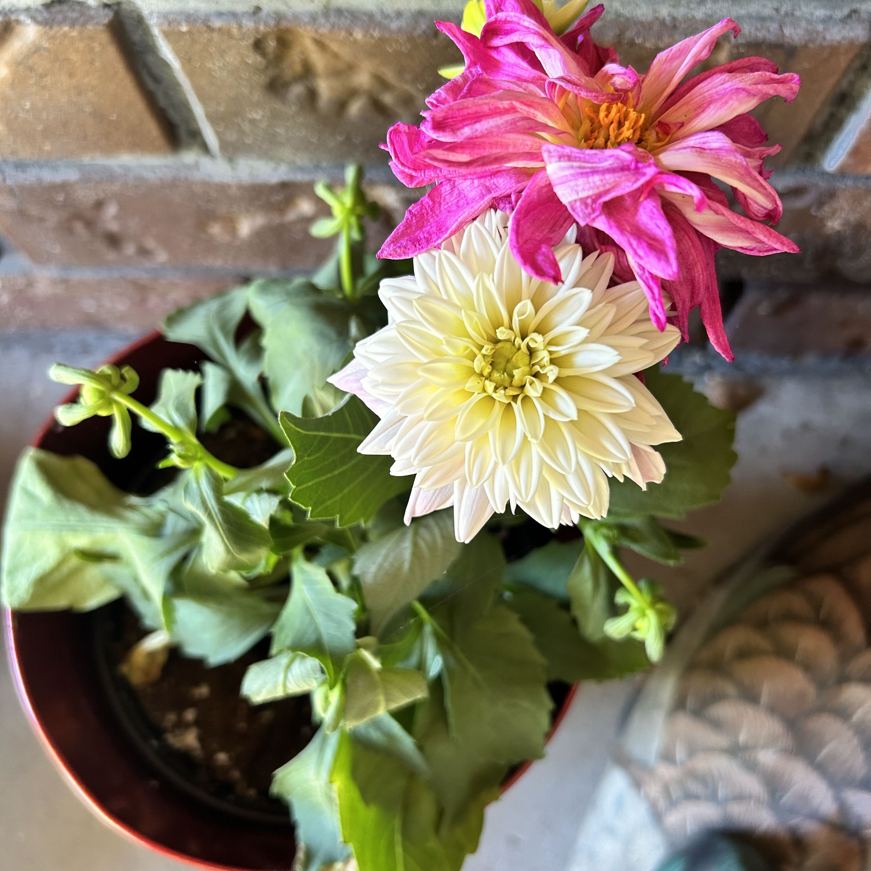 🥀 Why Are My Garden Dahlia Leaves Droopy?
