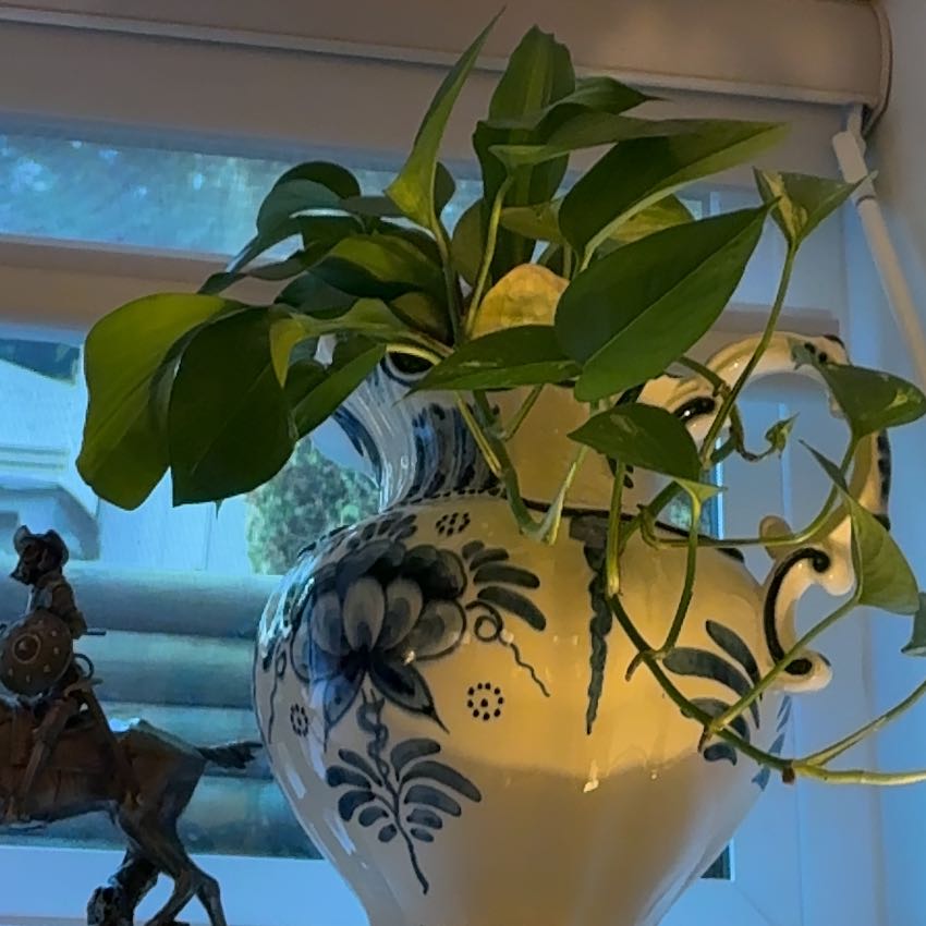 Photo of the plant species Smilax Asparagus by @HappyPlantBFF named Beyonce on Greg, the plant care app