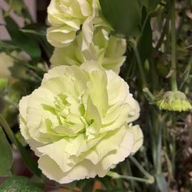 Photo of the plant species Border Carnation by @HappyPlantBFF named Rosa on Greg, the plant care app