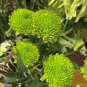 Photo of the plant species Coneflower by @HappyPlantBFF named Marley on Greg, the plant care app
