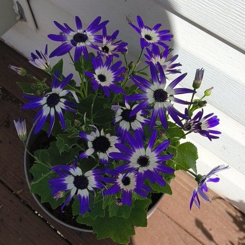 Photo of the plant species Glandular Cape Marigold by @Mamaug141724 named Ulysses S Plant on Greg, the plant care app