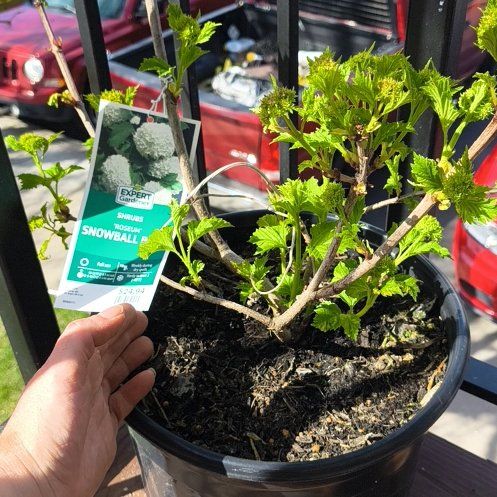 Photo of the plant species American Cranberrybush Viburnum by @Mamaug141724 named Curie on Greg, the plant care app