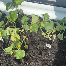 Photo of the plant species Melon by @SelflessFlax46 named Austen on Greg, the plant care app