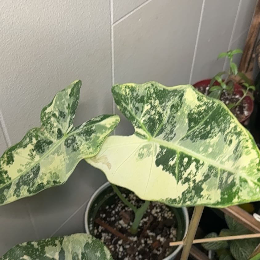 Photo of the plant species Variegated Frydek by @PoetRosemary78 named Sanders on Greg, the plant care app