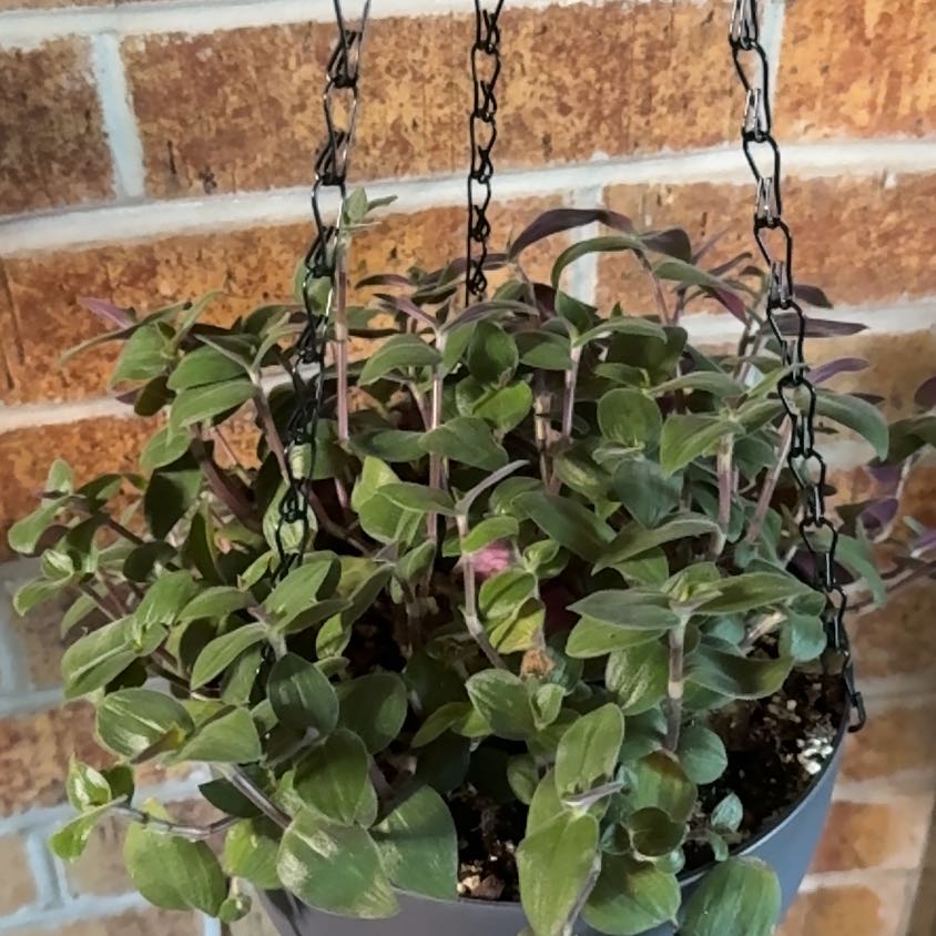 Photo of the plant species Baby Bunny Bellies by @PoetRosemary78 named Sigmund on Greg, the plant care app
