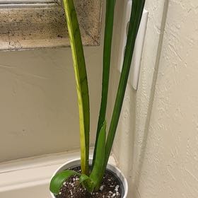 Photo of the plant species Jaboa Sansevieria by @PoetRosemary78 named Treeyoncé on Greg, the plant care app