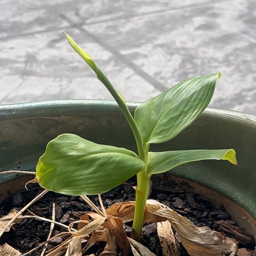 Photo of the plant species Kahili Ginger by @HipLilac53 named Treeyoncé on Greg, the plant care app