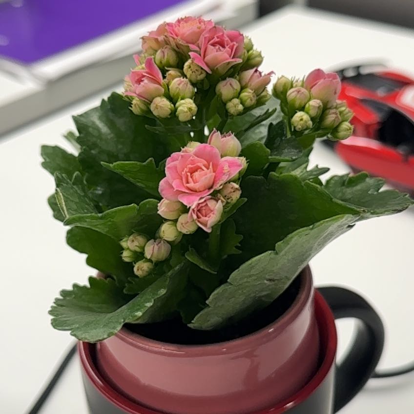 Photo of the plant species Calandiva by @NotableOxlip named Diva on Greg, the plant care app