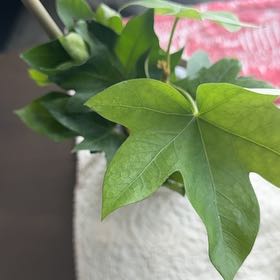 Photo of the plant species Wild Passionfruit by @ProBaibua13 named Demi on Greg, the plant care app
