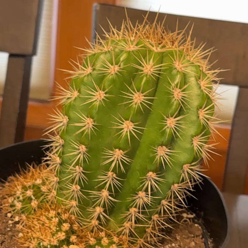 Photo of the plant species Sun Goddess Barrel Cactus by @BusyCurlyjade31 named Drake on Greg, the plant care app